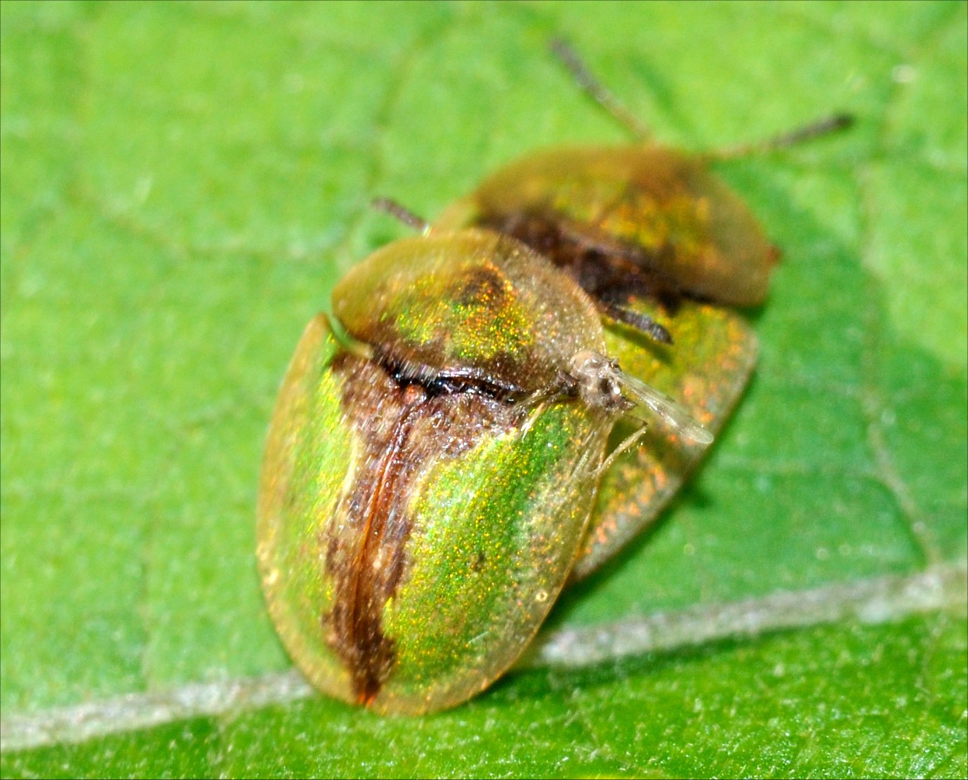 Cassida vibex oppure C. inopinata